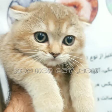 سگ عروسکی ارزان نیاوران