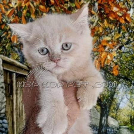 سگ خانگی واکسن خورده