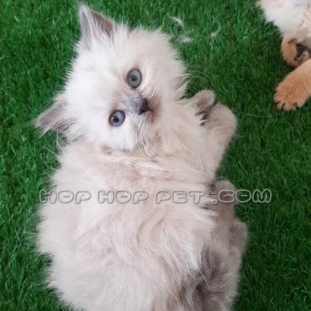 خرید گربه خانگی