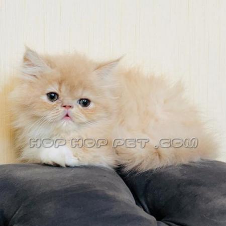 سگ عروسکی ارزان نیاوران