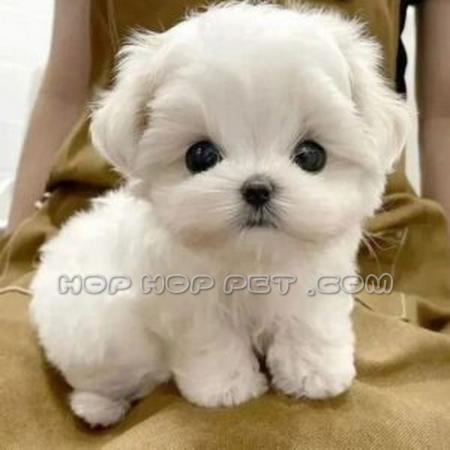 خرید گربه خانگی