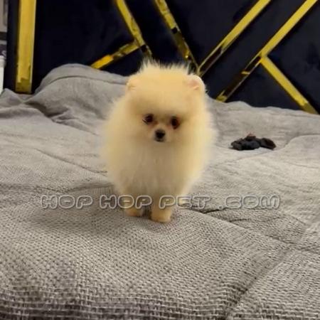 فروش سگ پامرانین