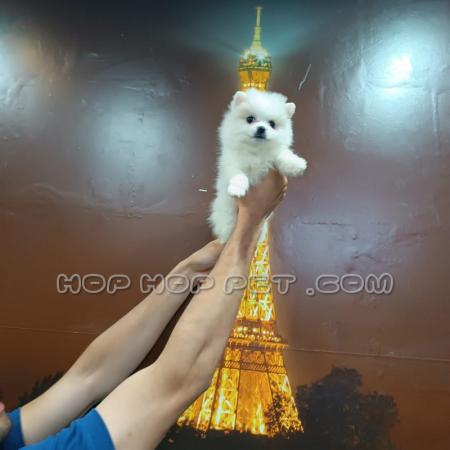 سگ خانگی واکسن خورده