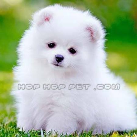 فروش سگ پامر نیاوران قیطریه