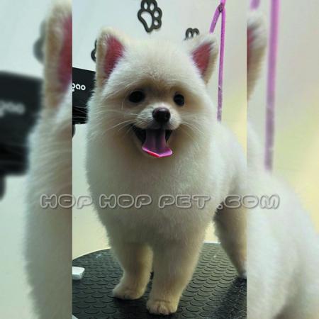 فروش سگ شیتزو اندرزگو