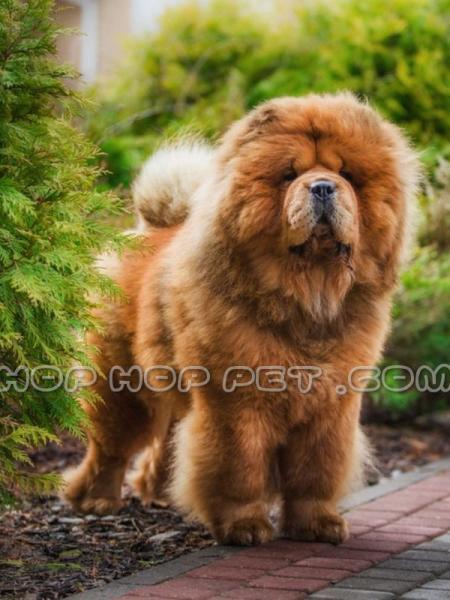 فروش سگ چاو چاو اندرزگو