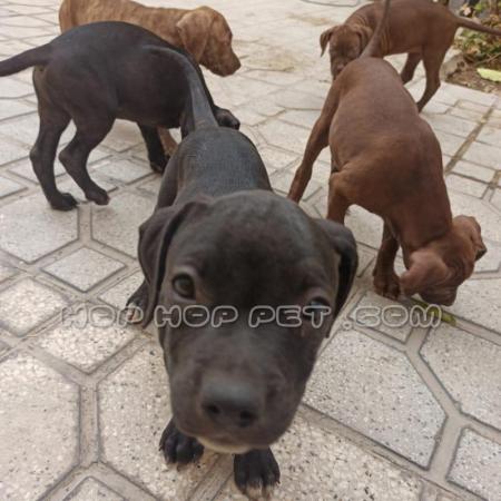 توله پیت بول سعادت آباد