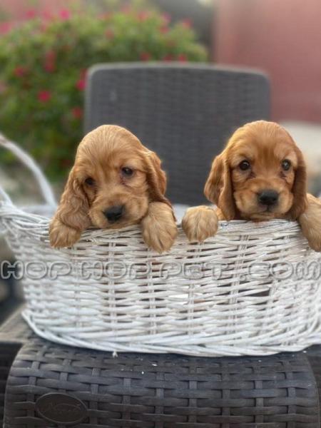 فروش سگ شمال تهران