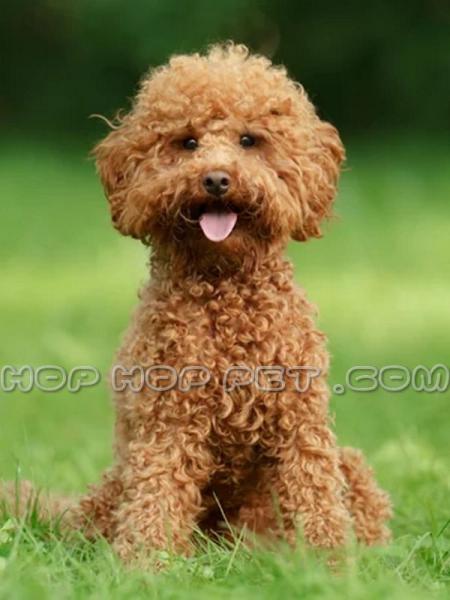 سگ پودل شمال تهران