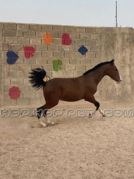 اسب اصیل ایرانی و عربی