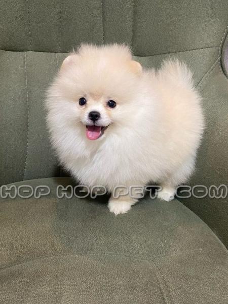 فروش سگ آپارتمانی نیاوران