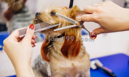 قیمت آرایش حیوانات خانگی