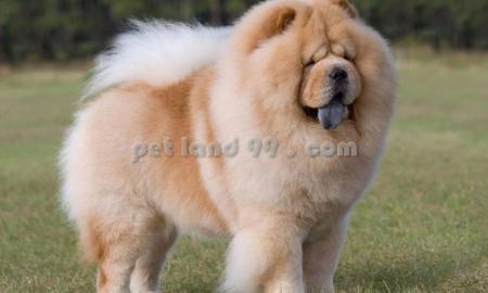 قیمت آرایش سگ