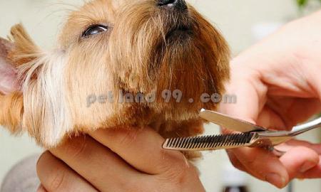 آموزشگاه تخصصی آرایش سگ