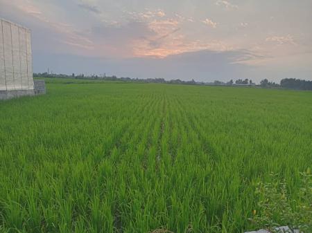 خریدار زمین های زراعی مازندران بافت و غیربافت