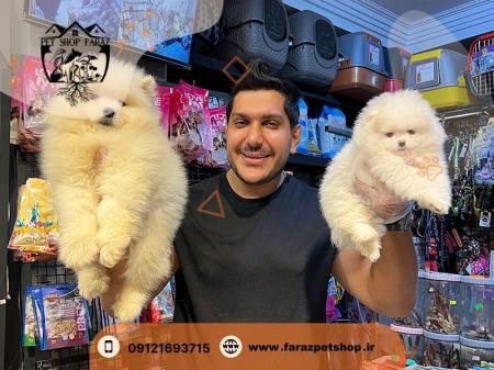 فروش سگ و گربه شمال تهران