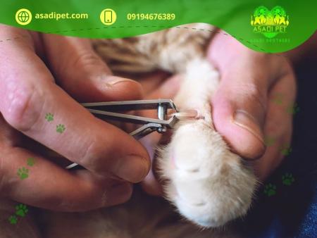 کوتاه کردن ناخن گربه زعفرانیه
