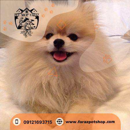 سگ پامرانین روباهی زعفرانیه