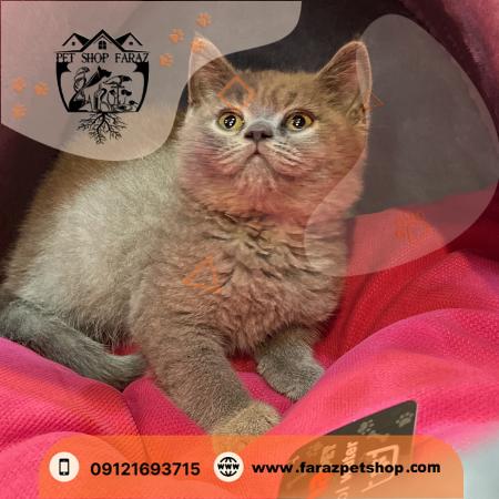 گربه بریتیش مو کوتاه طلایی دزاشیب