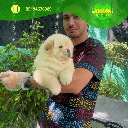 توله سگ چاوچاو سوپر چمپیون 2 ماهه نر