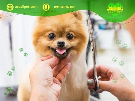 آرایش سگ و گربه کامرانیه