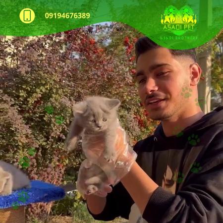 آموزش نگهداری از حیوانات خانگی