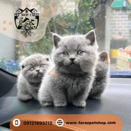 بچه گربه اسکاتیش بلو زعفرانیه