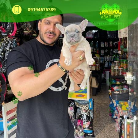 درمان بیماری های عفونی سگ و گربه