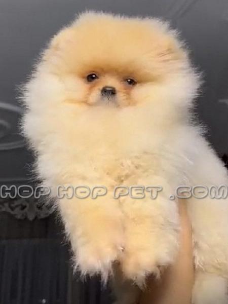 توله پامر خرسی سفید پشمالو