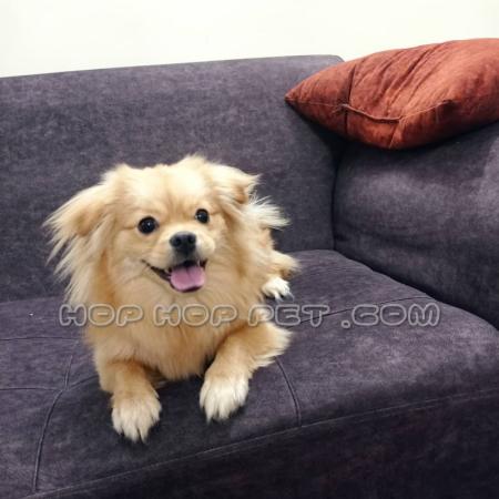 سگ پامر اشپیتز ارزان