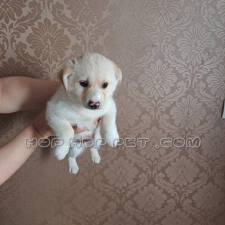 سگ تریر دو ماهه