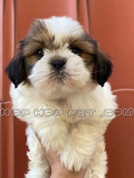 فروش سگ شمال تهران