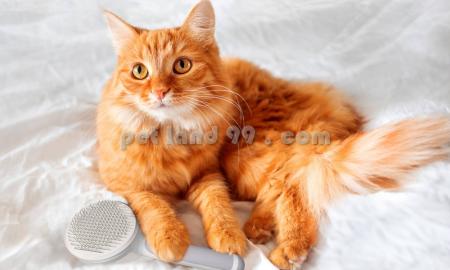 اخذ مدرک آرایش حیوانات برای مهاجرت