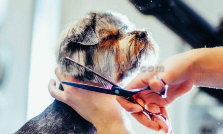 آموزشگاه آرایش حیوانات خانگی