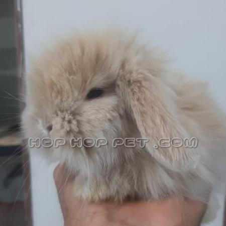 پامرانین عروسکی ارزان