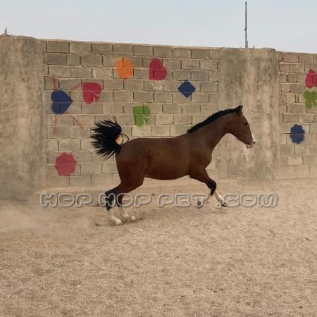 کره اسب اصیل ایرانی