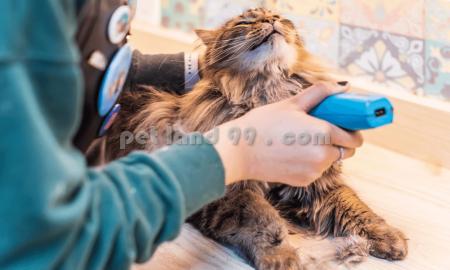 آموزشگاه آرایش سگ و گربه