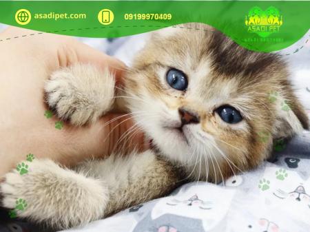 فروش غذای خشک سگ و گربه