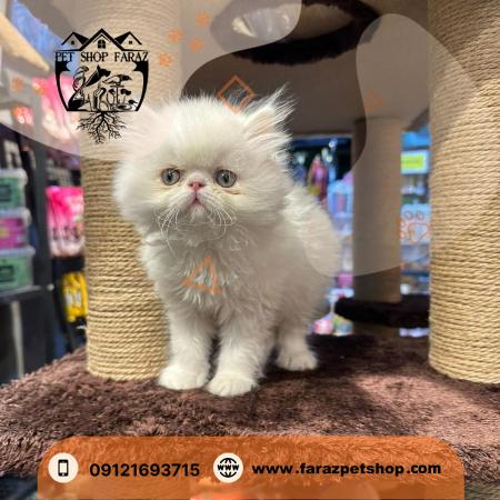 پت شاپ در عظیمیه کرج