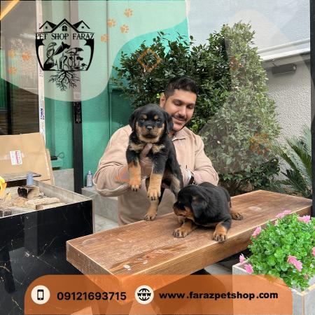 خرید بچه گربه پرشین عظیمیه